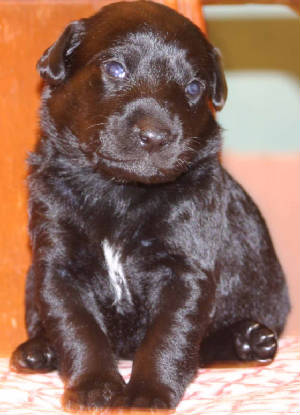 dobpup2.jpg