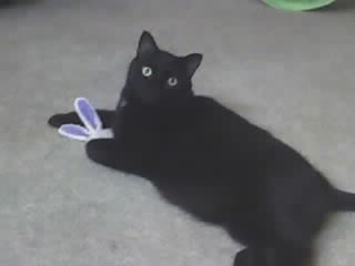 henry.jpg
