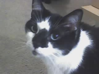 maggie.jpg