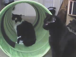 tunnel.jpg